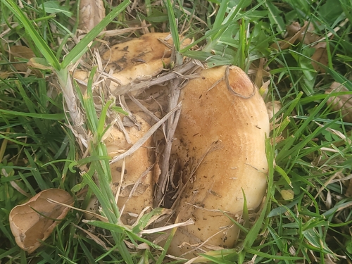 Golden milkcap
