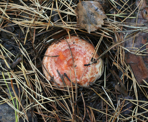 Saffron milkcap