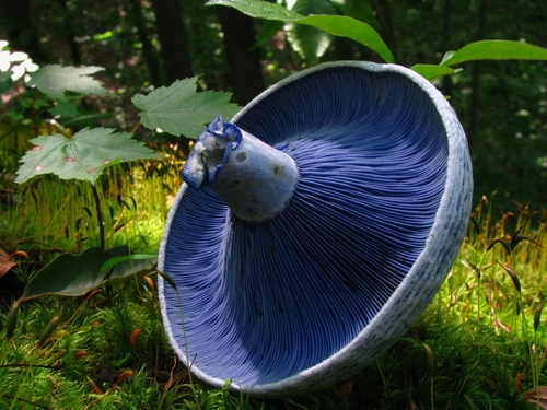 Indigo milk cap