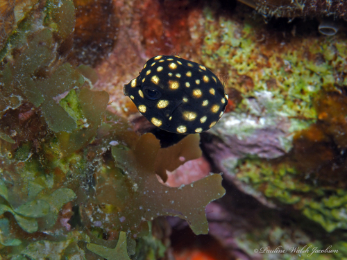 Smooth Trunkfish