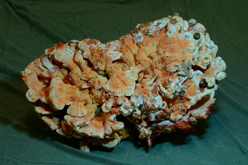 White-pored Chicken of the Woods