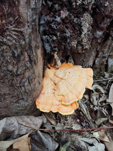 Western Hardwood Sulphur Shelf