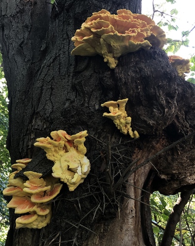 Chicken of the woods