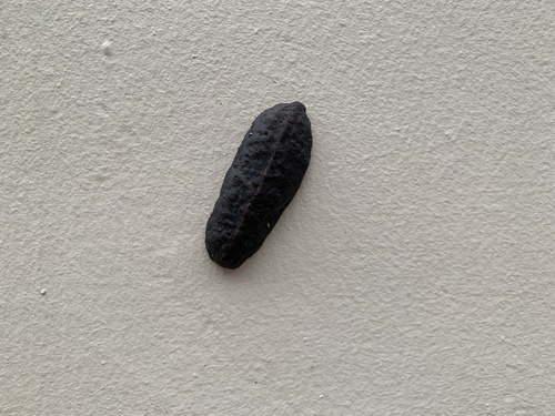 Tropical Leatherleaf Slug