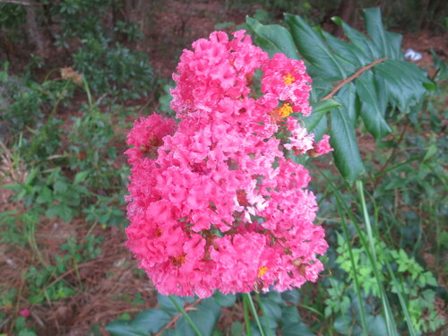 Crape-myrtle