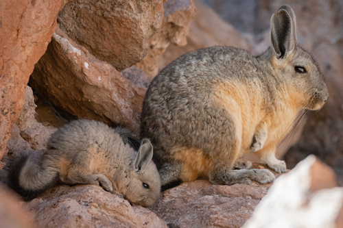 Mountain Viscacha
