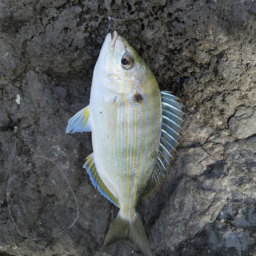 Pinfish