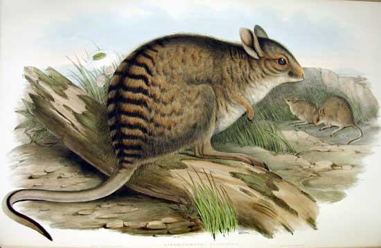 Banded Hare Wallaby