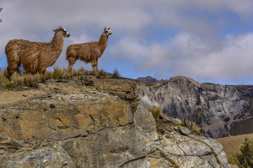 Llama