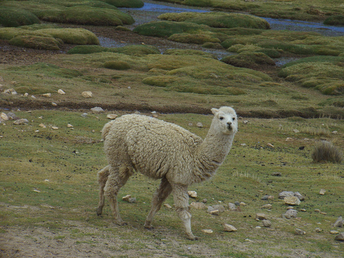 Alpaca
