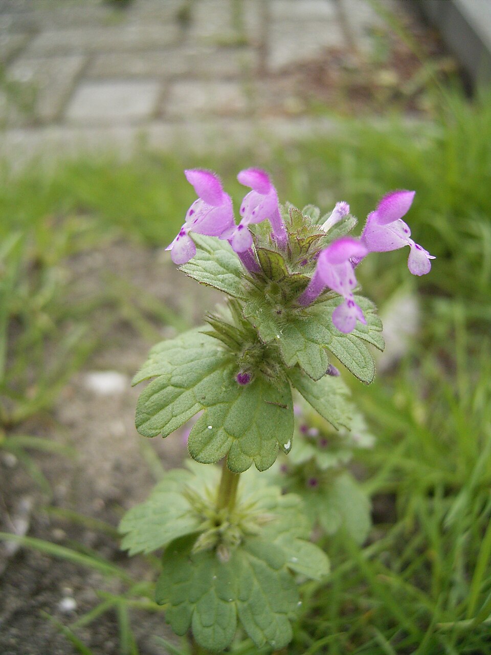 Henbit deadnettle