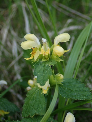 Yellow archangel