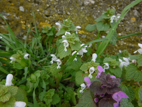 Red deadnettle
