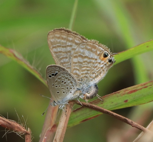 Pea Blue
