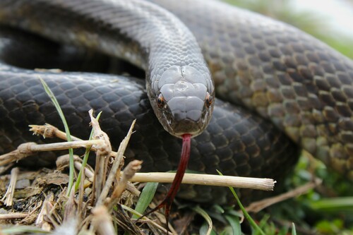 Prairie Kingsnake