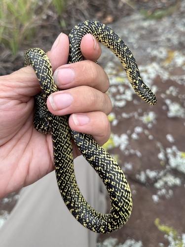 Speckled Kingsnake