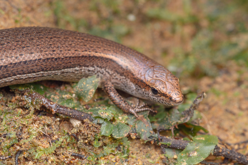 Dark-flecked Garden Sunskink