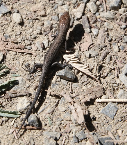 Pale-flecked Garden Sunskink