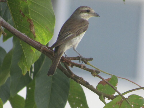 Red-backed Shrike