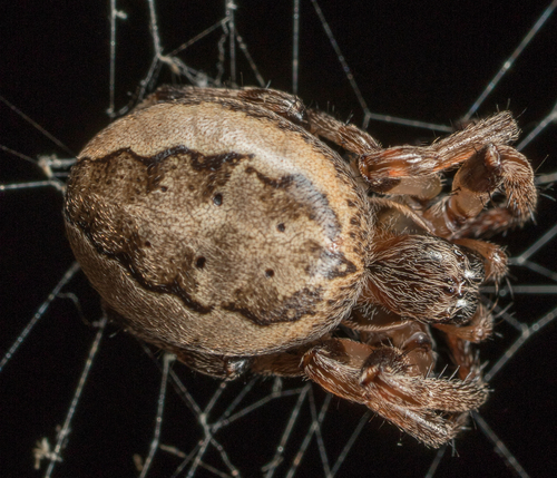Furrow Orbweaver
