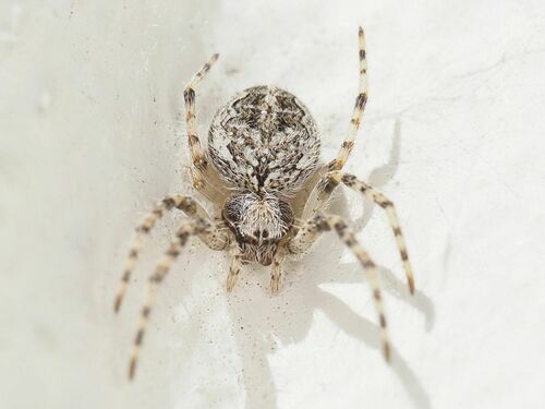 Larinioides ixobolus
