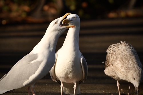 European Herring Gull