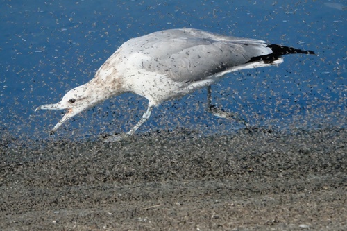 California Gull