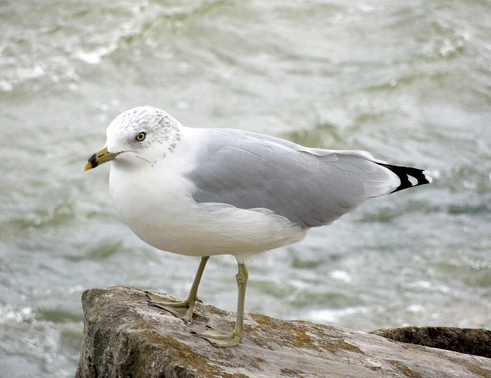 Ring-billed Gull