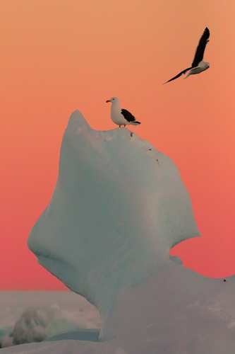 Kelp Gull