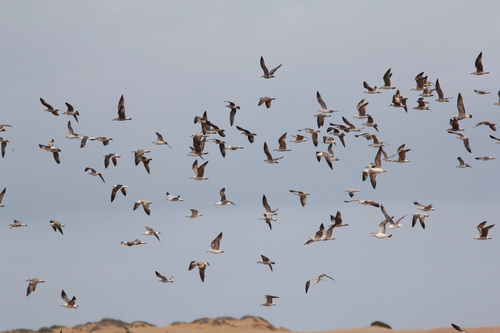 Lesser Black-backed Gull