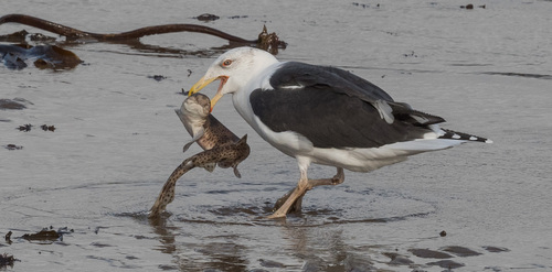 Great Black-backed Gull