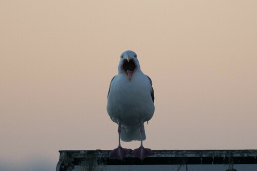 Western Gull