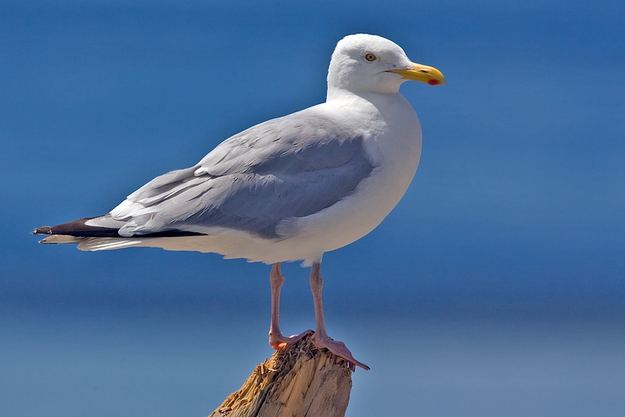 American Herring Gull