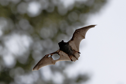 Silver-haired Bat
