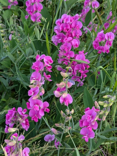 Broad-leaved sweet pea