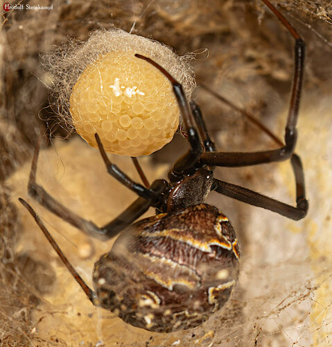 Brown Widow