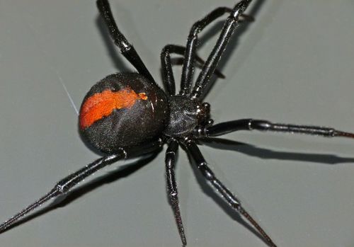 Redback Spider