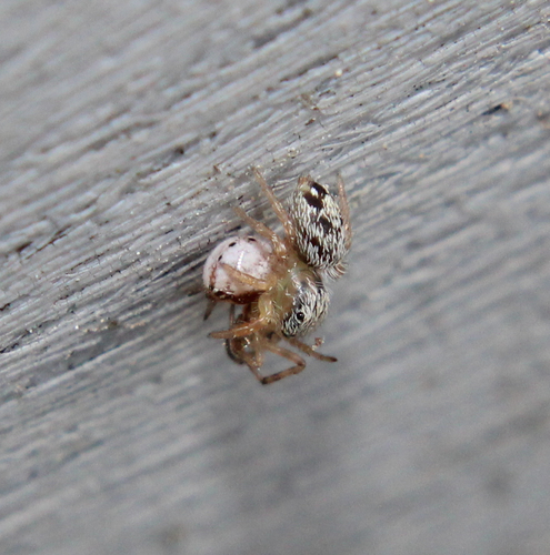 Western Black Widow