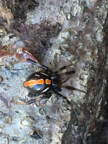 Northern Black Widow