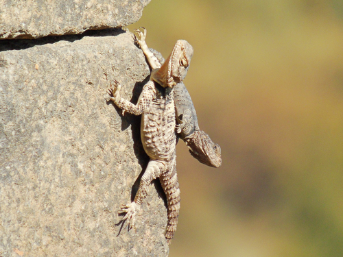 Roughtail Rock Agama