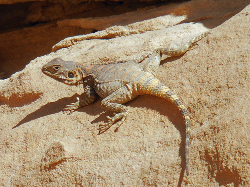 Egyptian Rock Agama