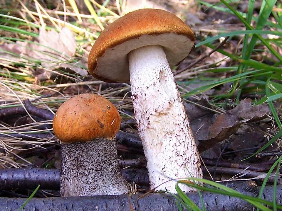 Red-capped Scaber Stalk