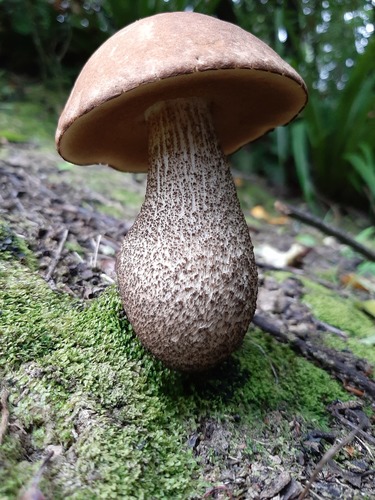 Brown Birch-bolete