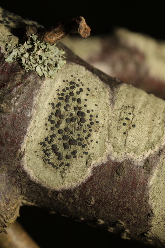 Lecidella lichen