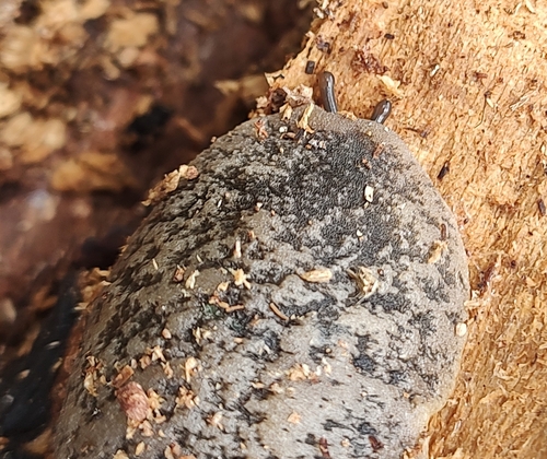 Florida Leatherleaf Slug