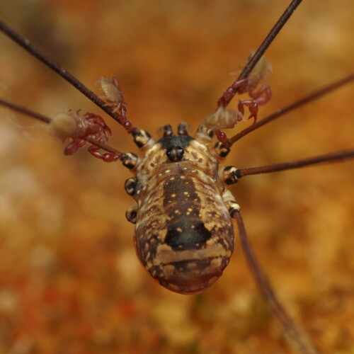 Leiobunum rotundum