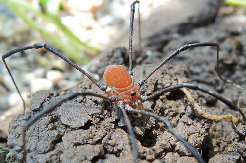 Warty Harvestman