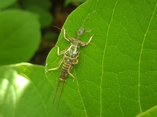 Eastern Harvestman