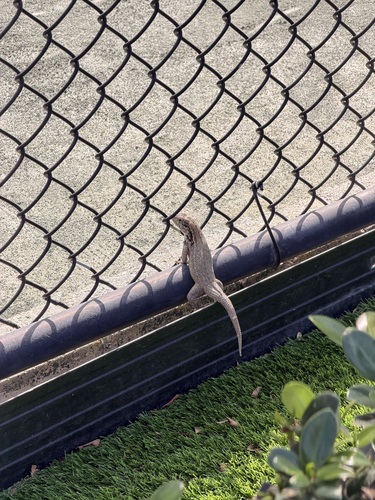 Northern Curly-tailed Lizard