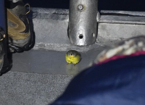 Nashville Warbler